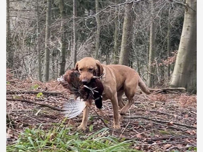 KC Registered labrador puppies