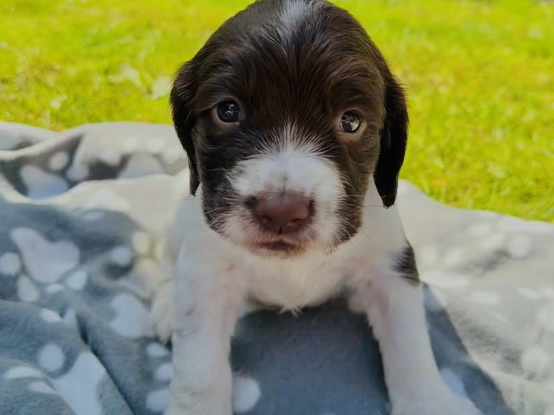 Beautiful KC registered English Springer Spaniels