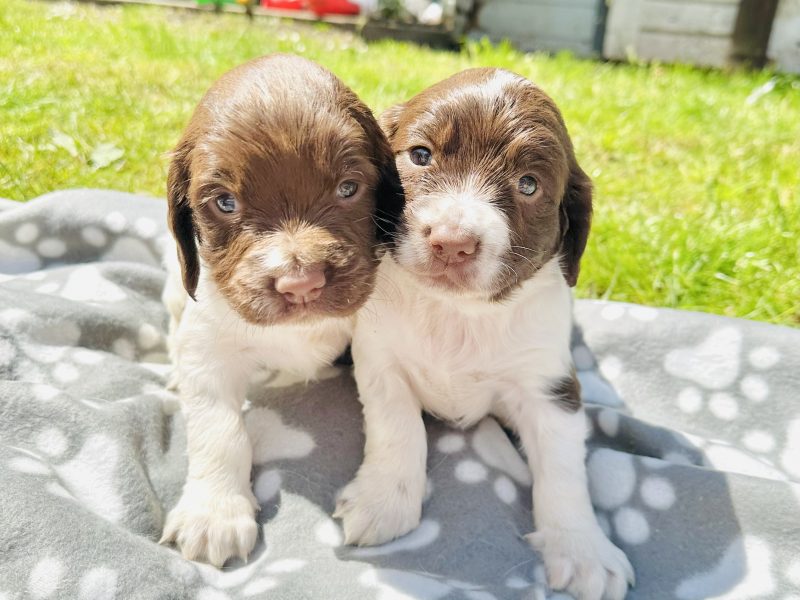 Beautiful KC registered English Springer Spaniels