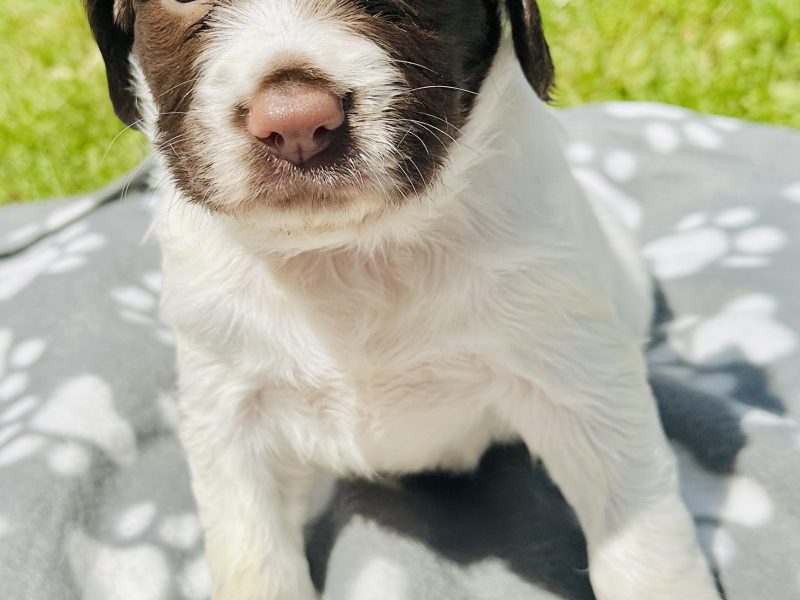 Beautiful KC registered English Springer Spaniels