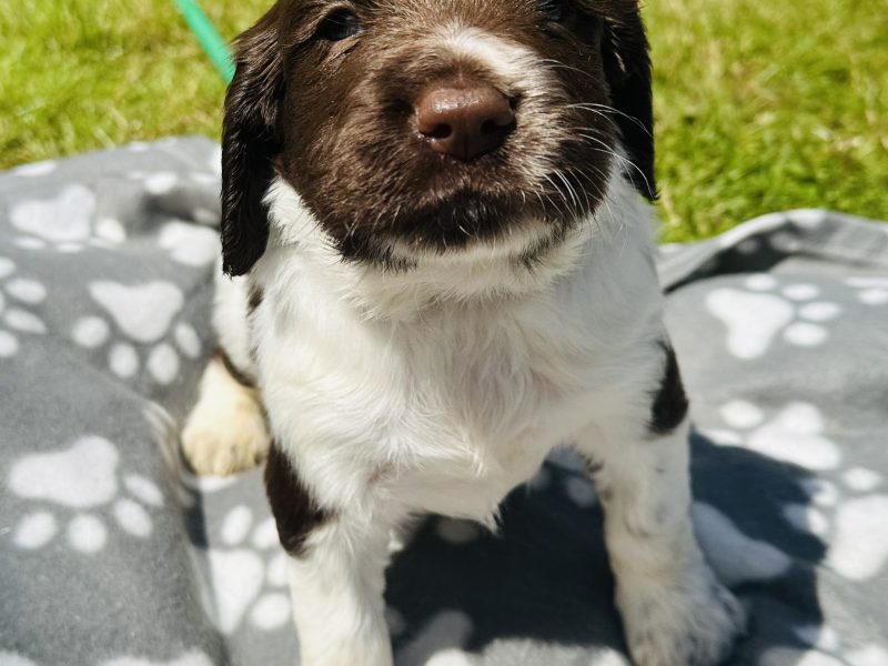 Beautiful KC registered English Springer Spaniels