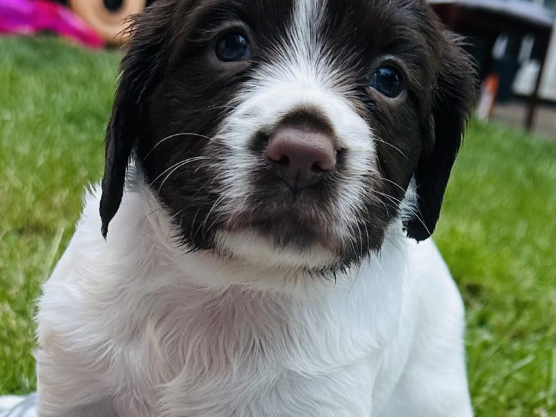 Beautiful KC registered English Springer Spaniels