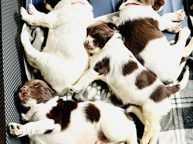 Beautiful KC registered English Springer Spaniels