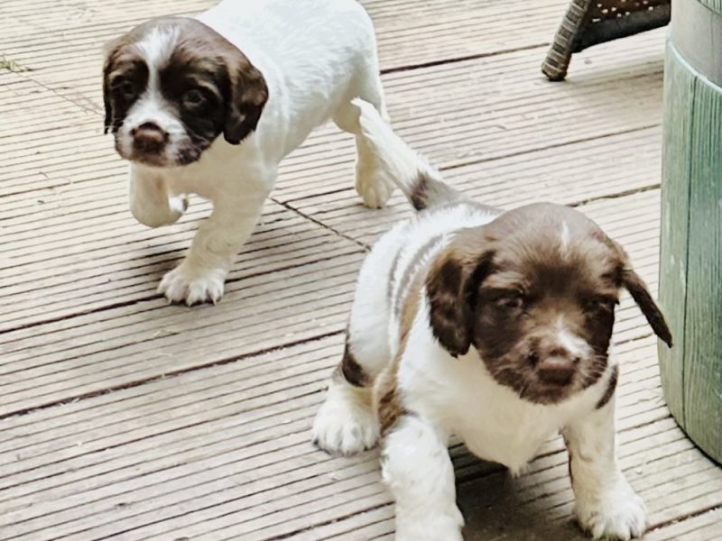 Beautiful KC registered English Springer Spaniels