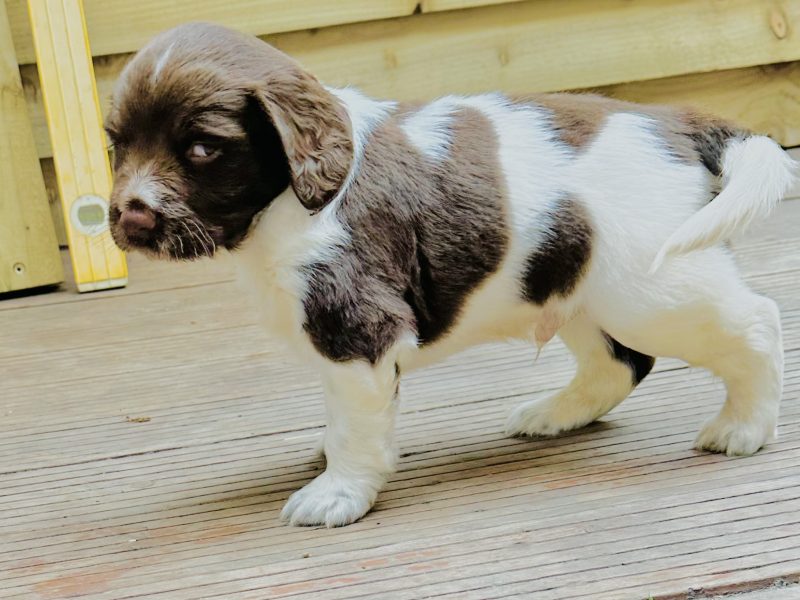 Beautiful KC registered English Springer Spaniels