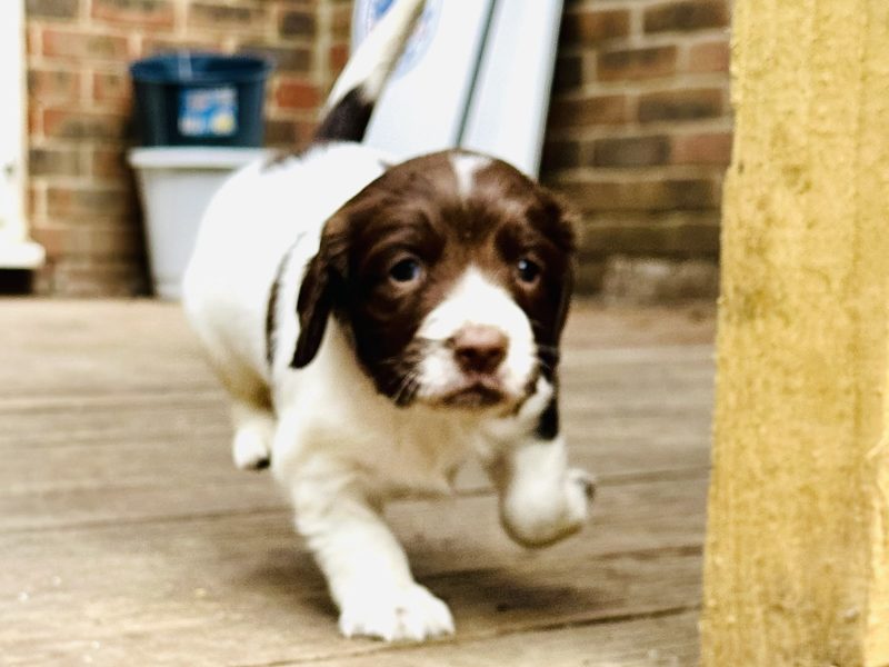 Beautiful KC registered English Springer Spaniels