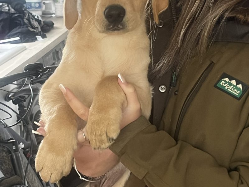 KC Registered labrador puppies