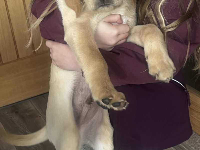 KC Registered labrador puppies