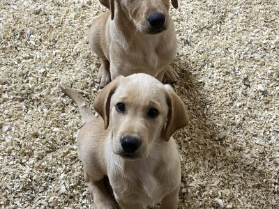 KC Registered labrador puppies