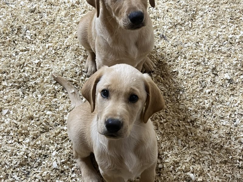 KC Registered labrador puppies