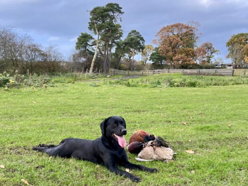 Labrador retriever puppies Leadburn, Buccleuch, Drakeshead, Chatsworth FCCH FTW blood lines