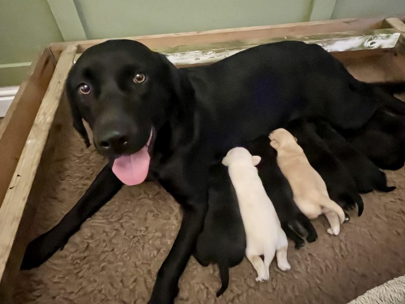 Labrador retriever puppies Leadburn, Buccleuch, Drakeshead, Chatsworth FCCH FTW blood lines