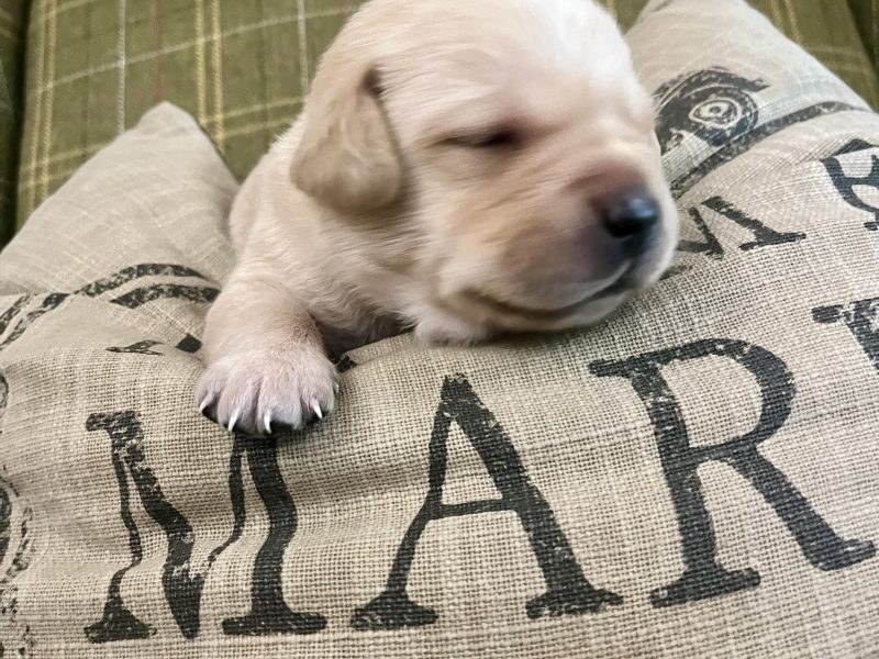 Labrador retriever puppies Leadburn, Buccleuch, Drakeshead, Chatsworth FCCH FTW blood lines