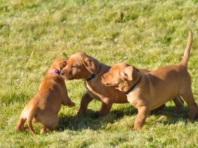Beautiful Pedigree Yellow Labrador Puppies (Fox Red)