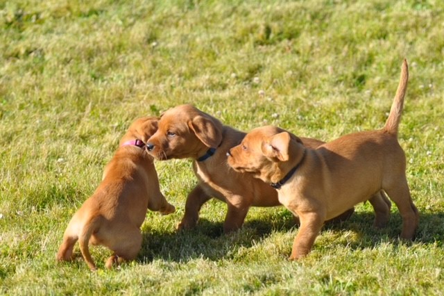 Beautiful Pedigree Yellow Labrador Puppies (Fox Red)