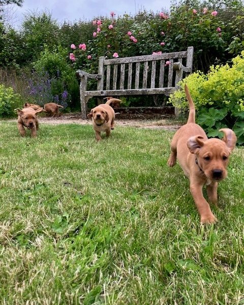 Beautiful Pedigree Yellow Labrador Puppies (Fox Red)