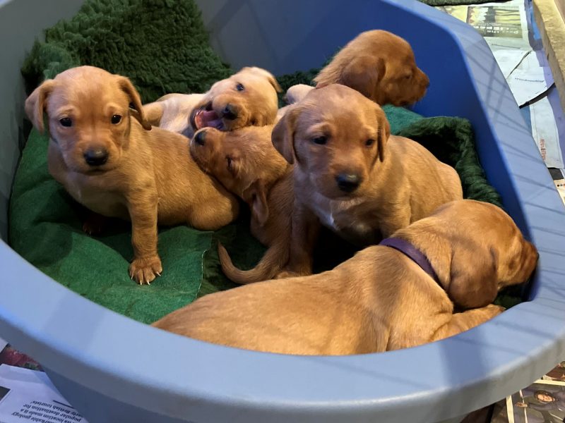 Beautiful Pedigree Yellow Labrador Puppies (Fox Red)