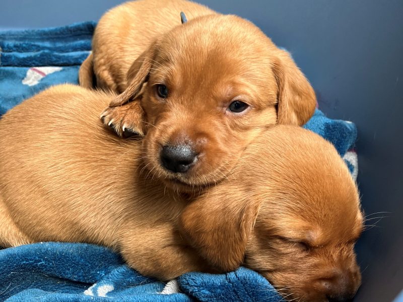 Beautiful Pedigree Yellow Labrador Puppies (Fox Red)