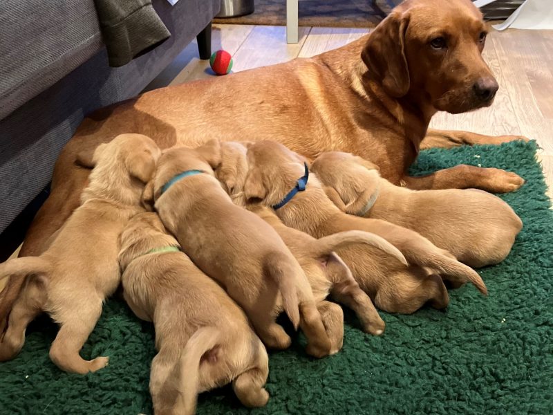 Beautiful Pedigree Yellow Labrador Puppies (Fox Red)