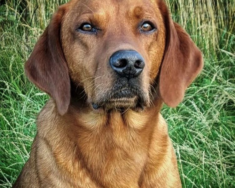 Beautiful Pedigree Yellow Labrador Puppies (Fox Red)