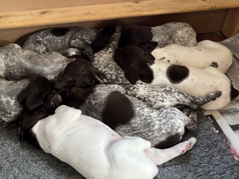 Cornbrash Gundogs