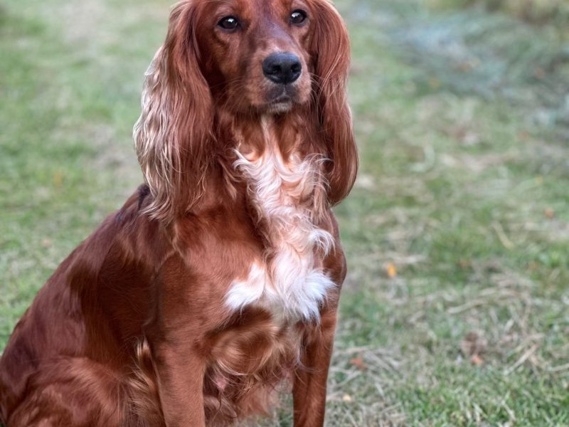 Working Cocker Spaniels KC Registered, Docked, FTCH & OWFT Bloodline