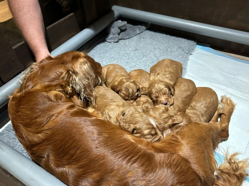 Working Cocker Spaniels KC Registered, Docked, FTCH & OWFT Bloodline