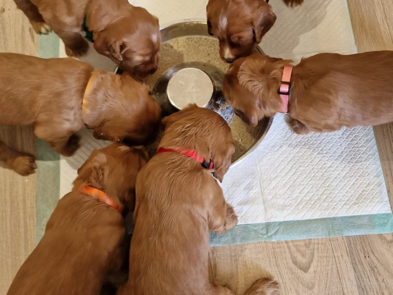 Working Cocker Spaniels KC Registered, Docked, FTCH & OWFT Bloodline