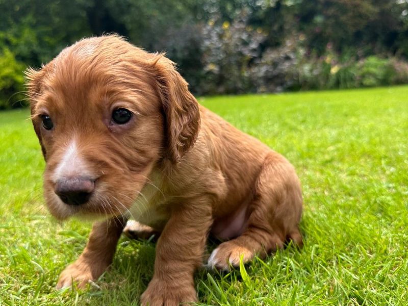Working Cocker Spaniels KC Registered, Docked, FTCH & OWFT Bloodline
