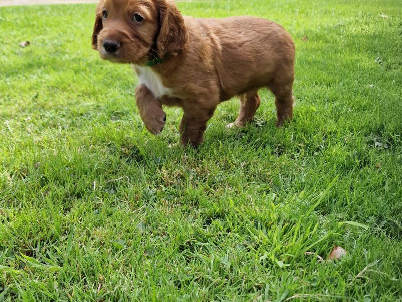 Working Cocker Spaniels KC Registered, Docked, FTCH & OWFT Bloodline