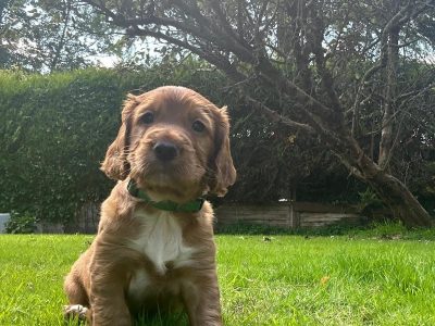 Working Cocker Spaniels KC Registered, Docked, FTCH & OWFT Bloodline