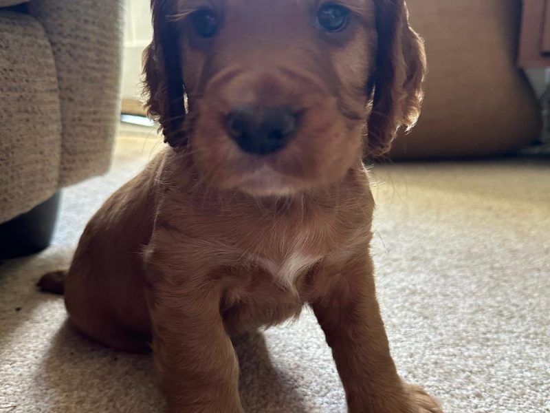 Working Cocker Spaniels KC Registered, Docked, FTCH & OWFT Bloodline