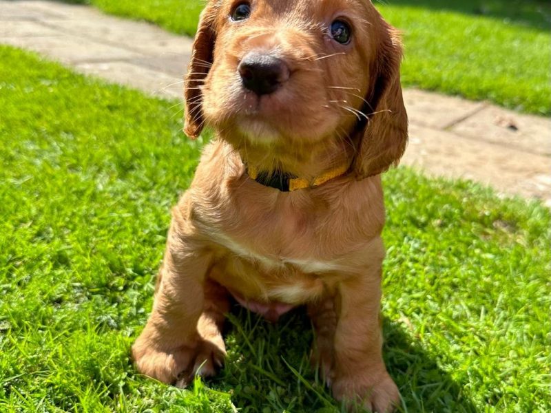 Working Cocker Spaniels KC Registered, Docked, FTCH & OWFT Bloodline