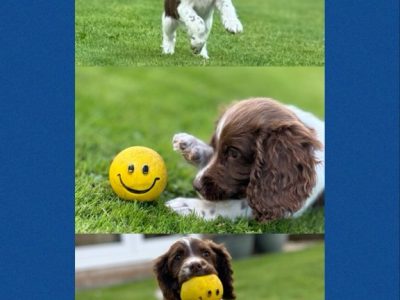 English Springer Spaniels ready to go