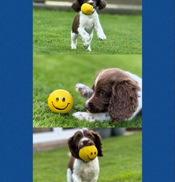 English Springer Spaniels ready to go