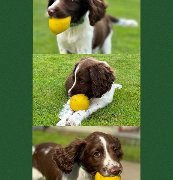 English Springer Spaniels ready to go