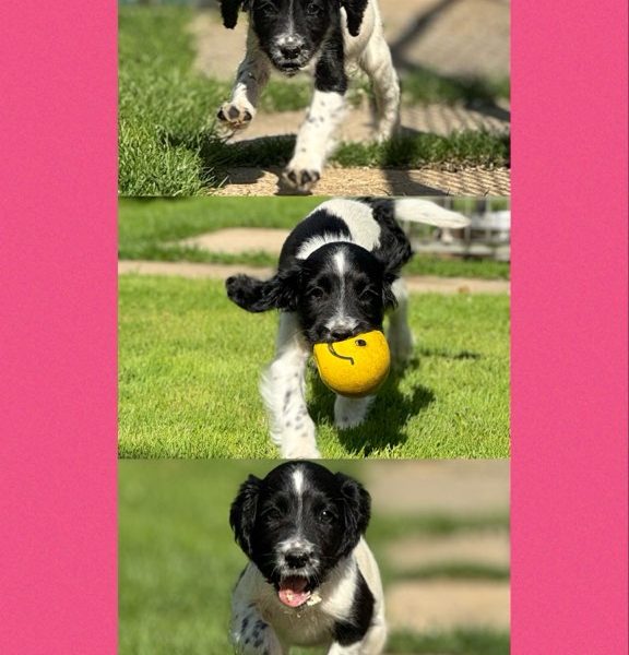 English Springer Spaniels ready to go