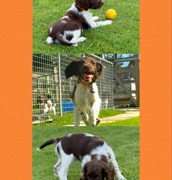 English Springer Spaniels ready to go