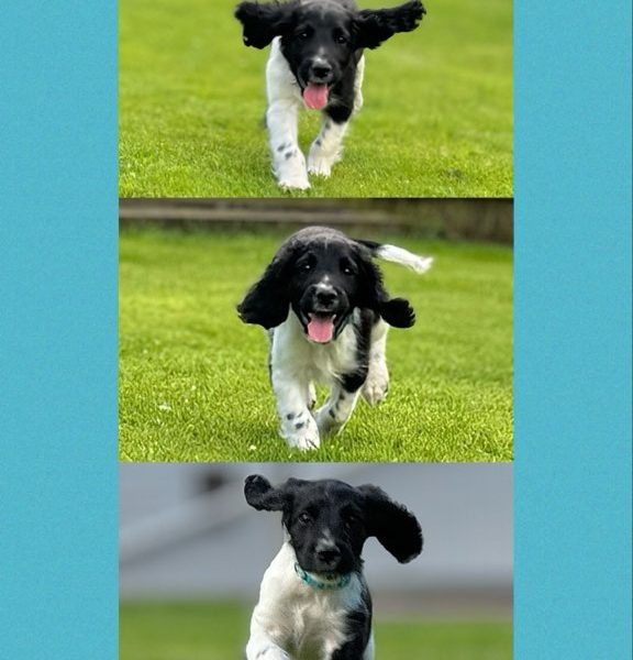 English Springer Spaniels ready to go
