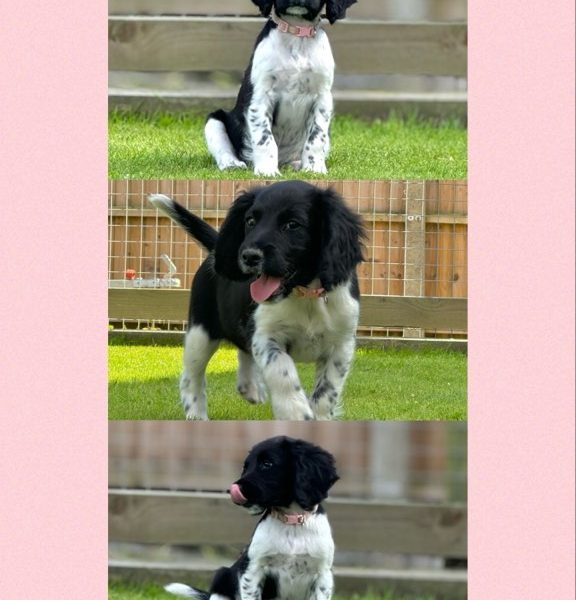 English Springer Spaniels ready to go