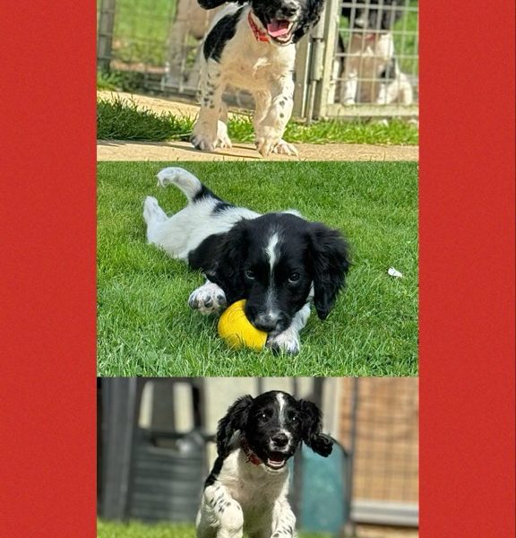 English Springer Spaniels ready to go