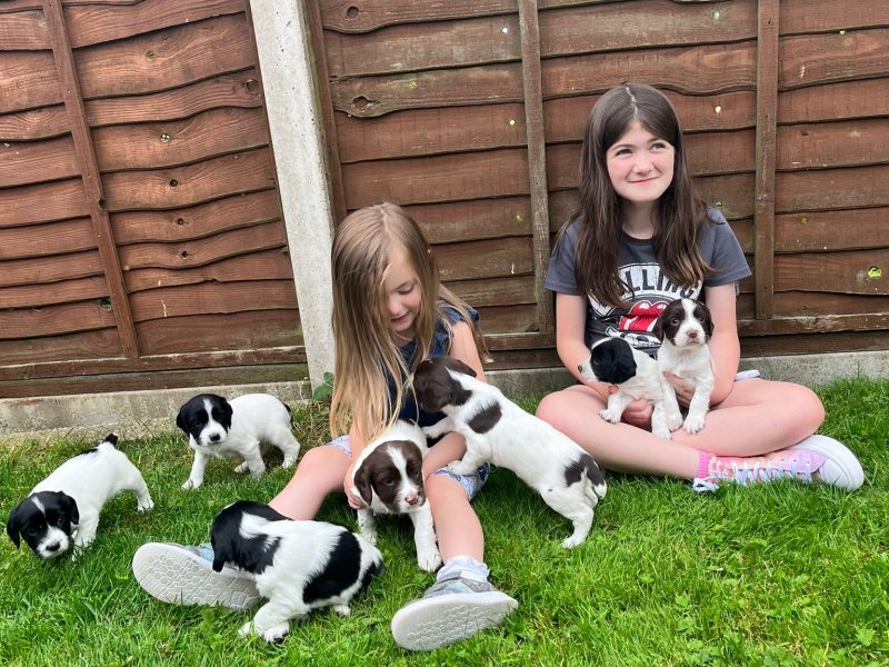Springer spaniel pups