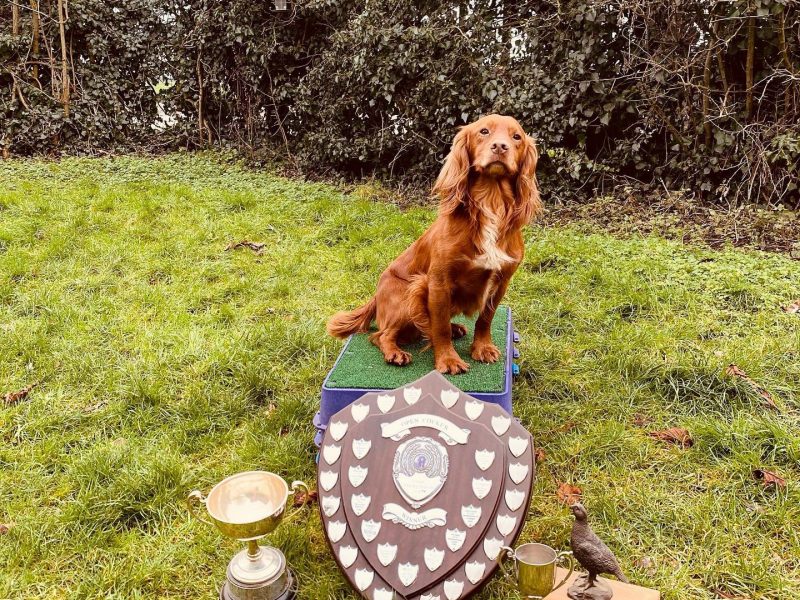 Working Cocker Spaniels KC Registered, Docked, FTCH & OWFT Bloodline