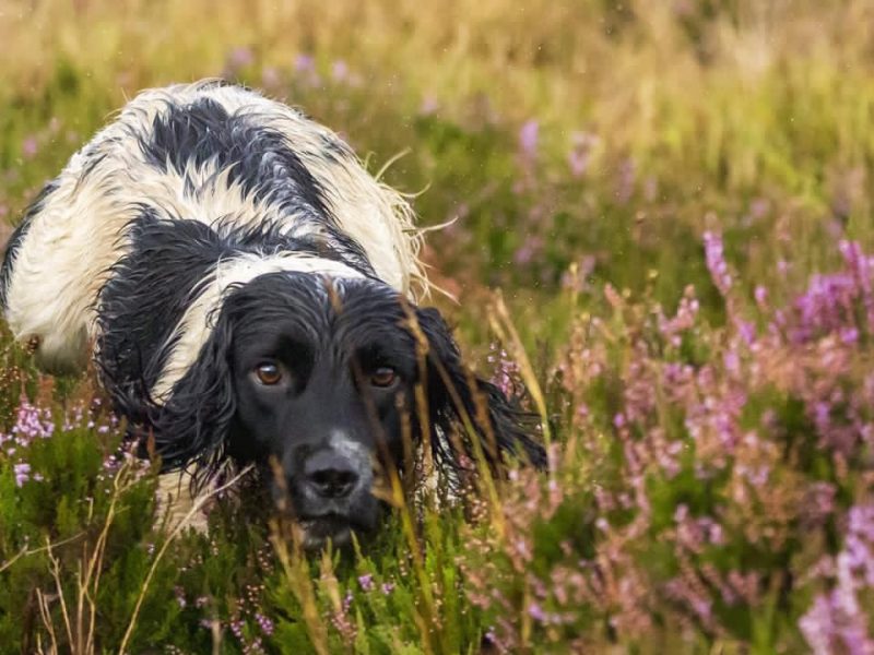 Working Sprocker Spaniels