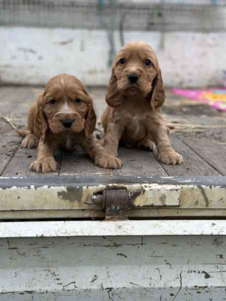 cocker spaniel puppies for sale