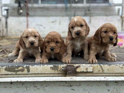 cocker spaniel puppies for sale