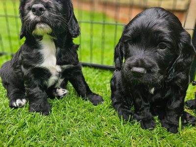 Working Sprocker Spaniels