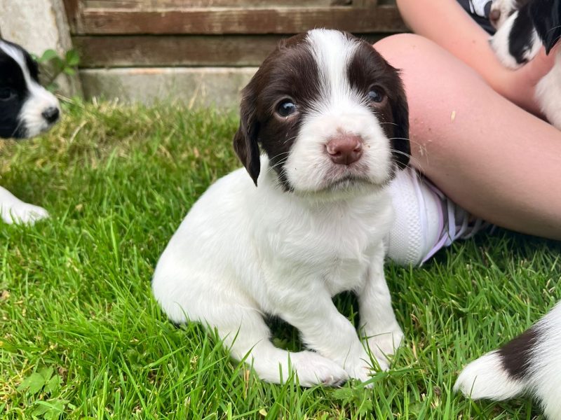 Springer spaniel pups