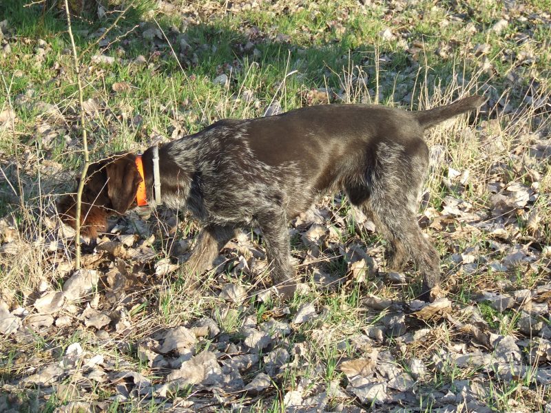 German Wirehaired Pointer Puppies for sale