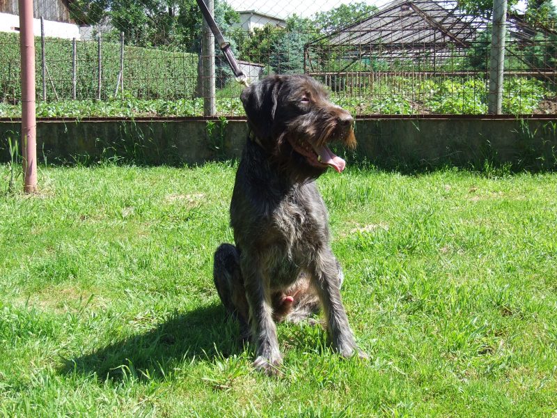 German Wirehaired Pointer Puppies for sale